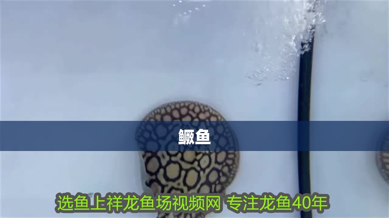 鱖魚 鱖魚 龍魚論壇