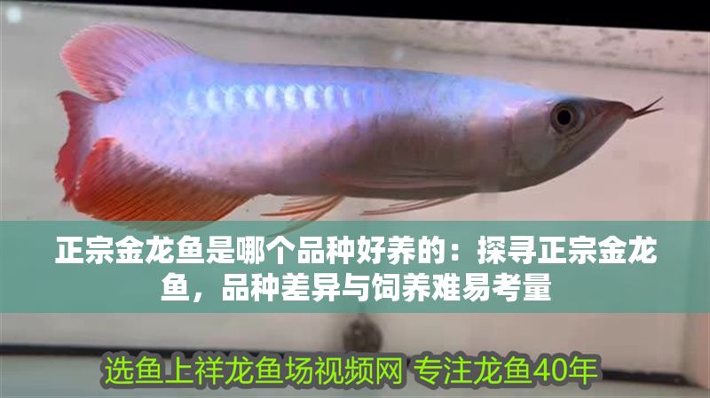 正宗金龍魚是哪個品種好養的：探尋正宗金龍魚，品種差異與飼養難易考量