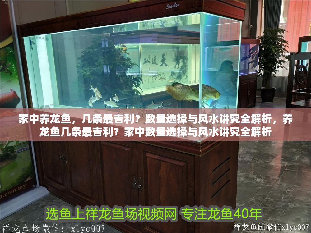 家中養龍魚，幾條最吉利？數量選擇與風水講究全解析，養龍魚幾條最吉利？家中數量選擇與風水講究全解析