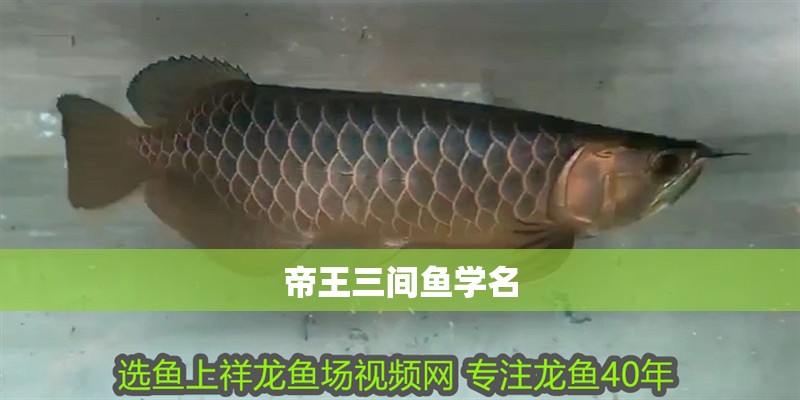 帝王三間魚學名 帝王三間魚學名 龍魚論壇