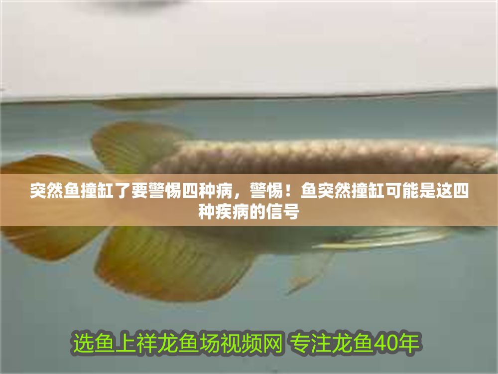 突然魚撞缸了要警惕四種病，警惕！魚突然撞缸可能是這四種疾病的信號