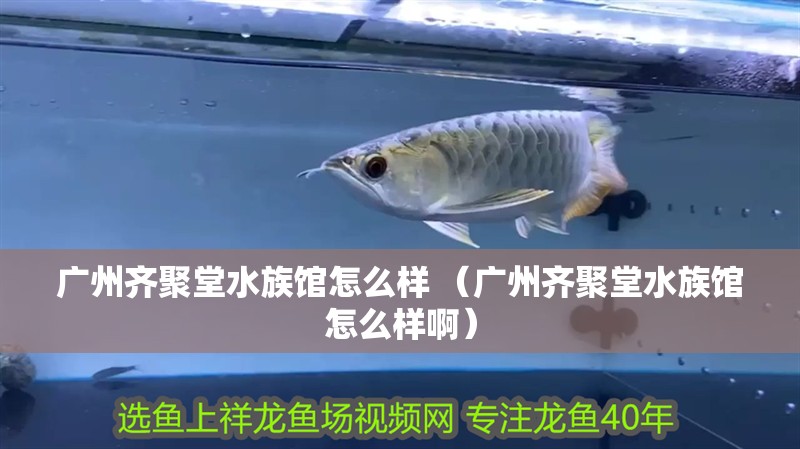 廣州齊聚堂水族館怎么樣 （廣州齊聚堂水族館怎么樣啊）