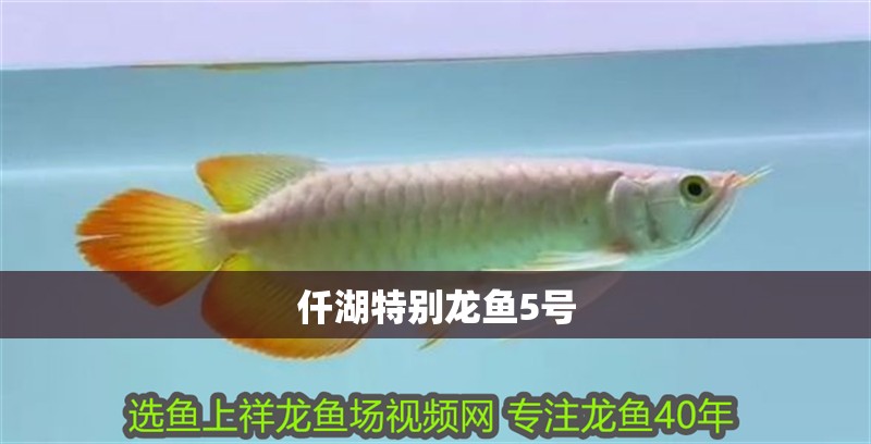 仟湖特別龍魚5號