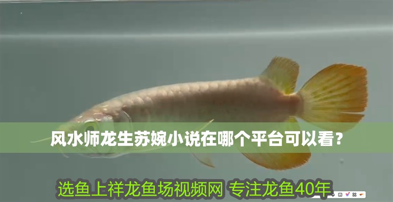 風水師龍生蘇婉小說在哪個平臺可以看？