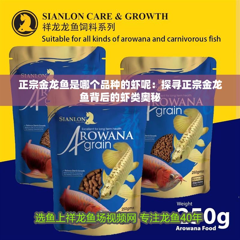 正宗金龍魚是哪個品種的蝦呢：探尋正宗金龍魚背后的蝦類奧秘