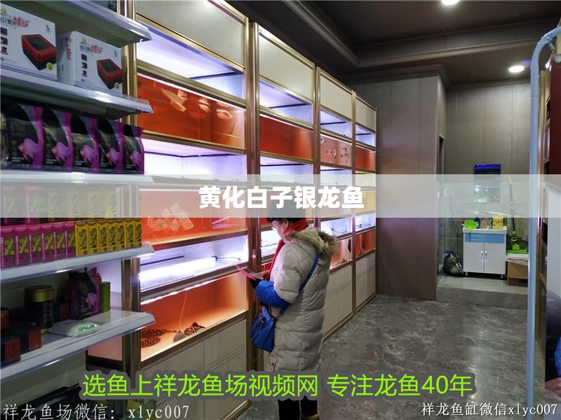 黃化白子銀龍魚 黃化白子銀龍魚 龍魚論壇