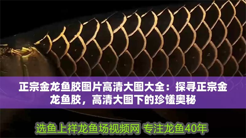正宗金龍魚膠圖片高清大圖大全：探尋正宗金龍魚膠，高清大圖下的珍饈奧秘