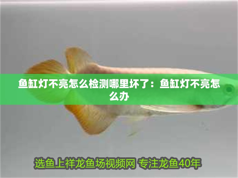 魚缸燈不亮怎么檢測哪里壞了：魚缸燈不亮怎么辦