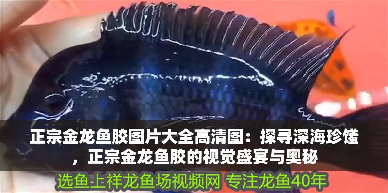 正宗金龍魚膠圖片大全高清圖：探尋深海珍饈，正宗金龍魚膠的視覺盛宴與奧秘