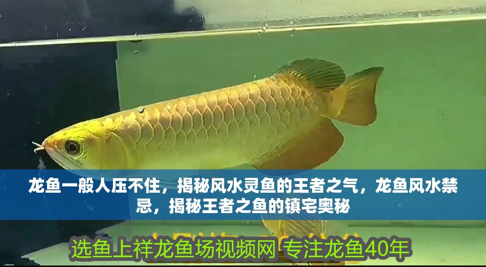 龍魚一般人壓不住，揭秘風水靈魚的王者之氣，龍魚風水禁忌，揭秘王者之魚的鎮宅奧秘