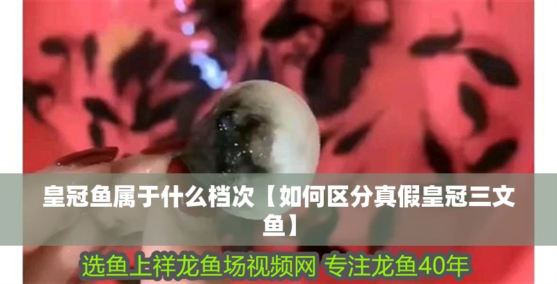 皇冠魚屬于什么檔次【如何區分真假皇冠三文魚】