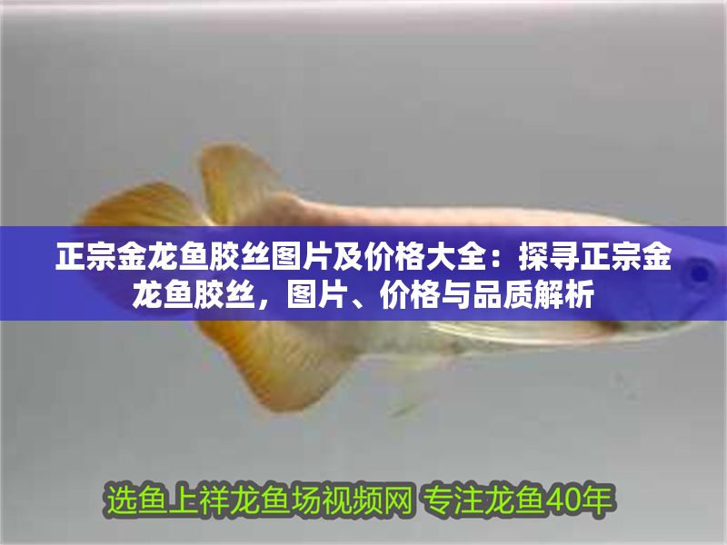 正宗金龍魚膠絲圖片及價格大全：探尋正宗金龍魚膠絲，圖片、價格與品質解析