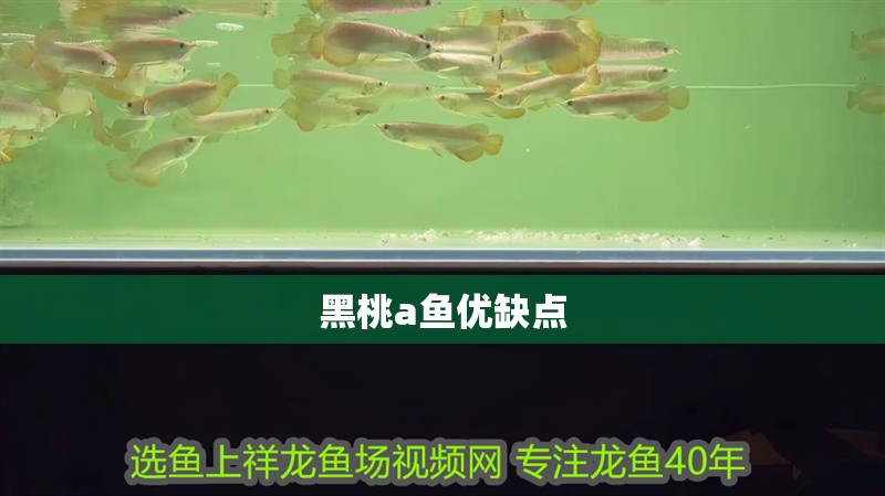 黑桃a魚優缺點 黑桃a魚優缺點 龍魚論壇