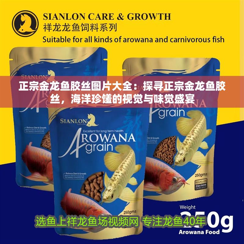 正宗金龍魚膠絲圖片大全：探尋正宗金龍魚膠絲，海洋珍饈的視覺與味覺盛宴