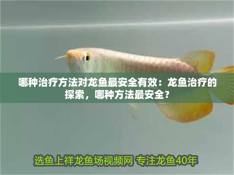 哪種治療方法對龍魚最安全有效：龍魚治療的探索，哪種方法最安全？
