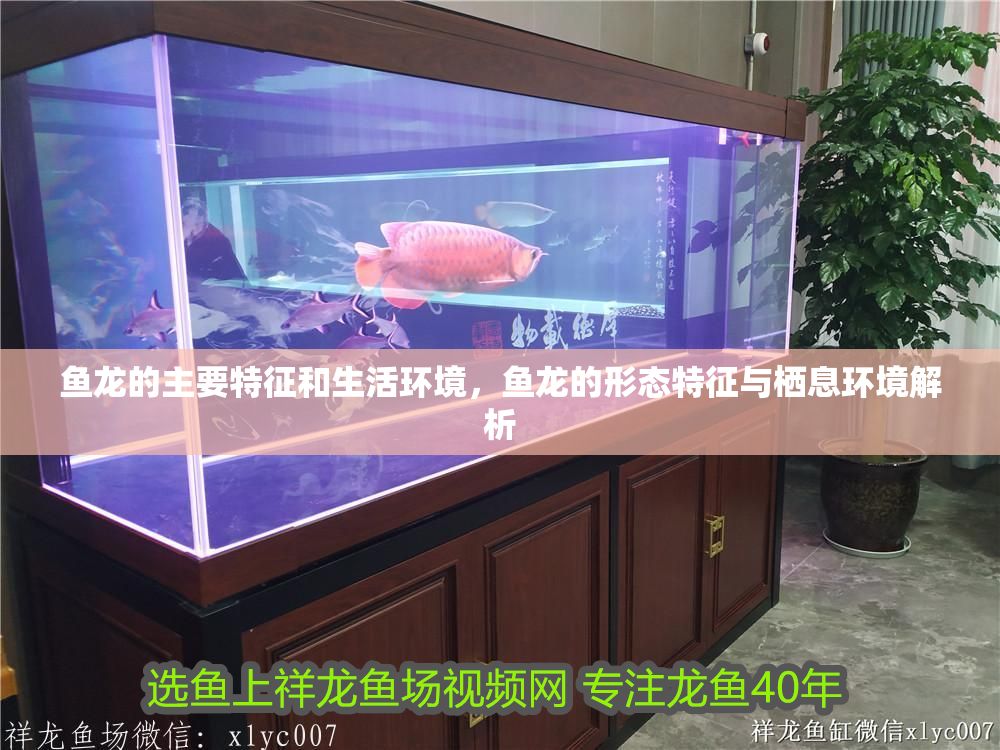 魚龍的主要特征和生活環境，魚龍的形態特征與棲息環境解析