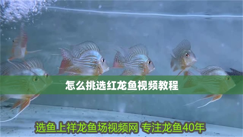 怎么挑選紅龍魚視頻教程