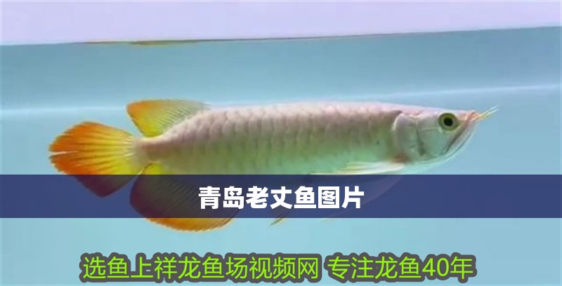 青島老丈魚圖片