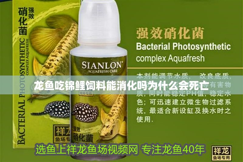 龍魚吃錦鯉飼料能消化嗎為什么會死亡