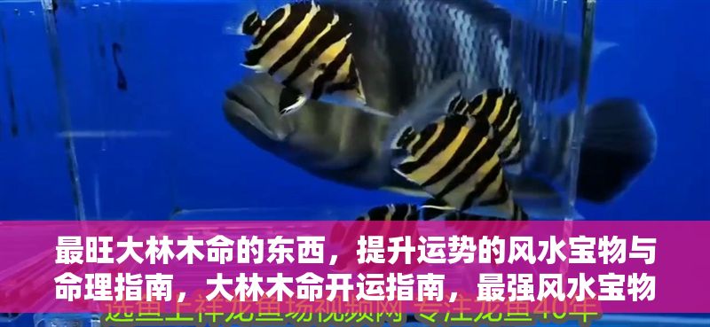 最旺大林木命的東西，提升運勢的風(fēng)水寶物與命理指南，大林木命開運指南，最強風(fēng)水寶物與命理提升秘法