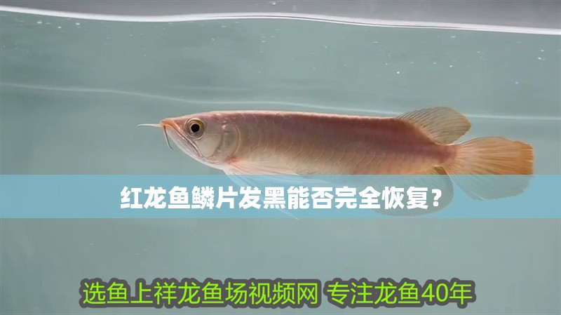 紅龍魚鱗片發黑能否完全恢復？