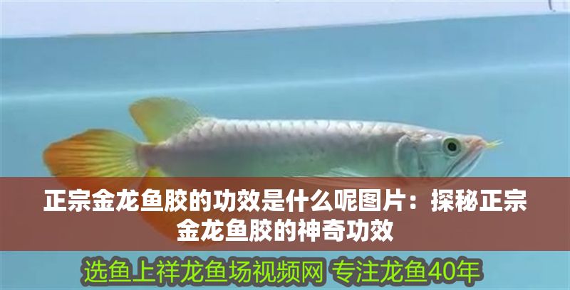 正宗金龍魚膠的功效是什么呢圖片：探秘正宗金龍魚膠的神奇功效