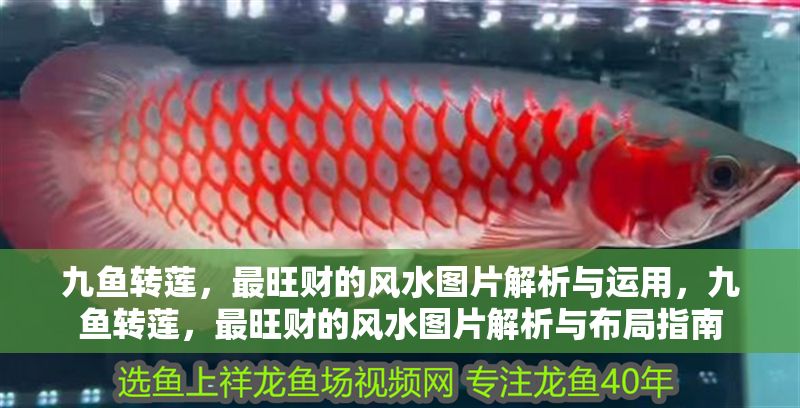 九魚轉蓮,最旺財的風水圖片解析與運用,九魚轉蓮,最旺財的風水圖片解析與布局指南 龍魚百科 第1張 九魚轉蓮,最旺財的風水圖片解析與運用,九魚轉蓮,最旺財的風水圖片解析與布局指南 九魚轉蓮,最旺財的風水圖片解析與運用,九魚轉蓮,最旺財的風水圖片解析與布局指南 龍魚百科 第1張