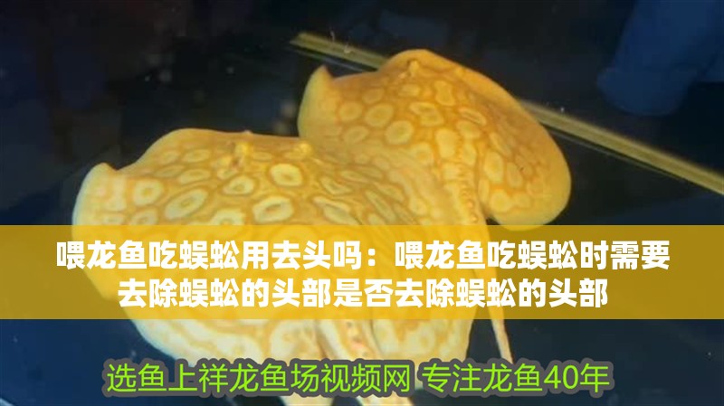 喂龍魚吃蜈蚣用去頭嗎：喂龍魚吃蜈蚣時需要去除蜈蚣的頭部是否去除蜈蚣的頭部 喂龍魚吃蜈蚣用去頭嗎：喂龍魚吃蜈蚣時需要去除蜈蚣的頭部是否去除蜈蚣的頭部 龍魚百科