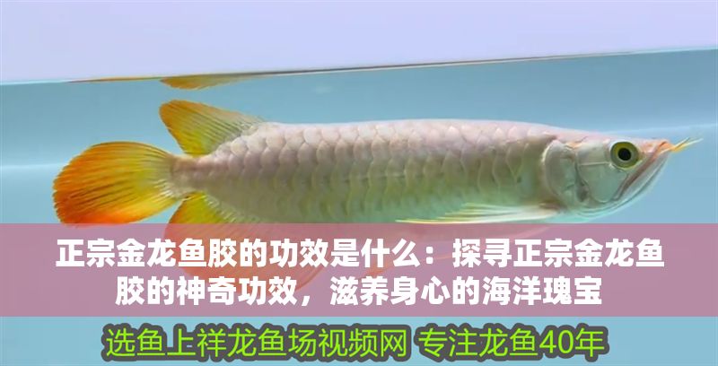 正宗金龍魚膠的功效是什么：探尋正宗金龍魚膠的神奇功效，滋養身心的海洋瑰寶