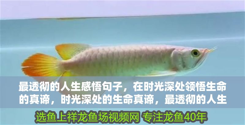 最透徹的人生感悟句子，在時光深處領悟生命的真諦，時光深處的生命真諦，最透徹的人生感悟