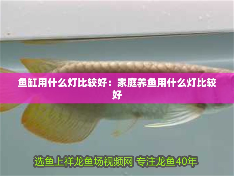 魚缸用什么燈比較好：家庭養魚用什么燈比較好 魚缸用什么燈比較好：家庭養魚用什么燈比較好 魚缸百科