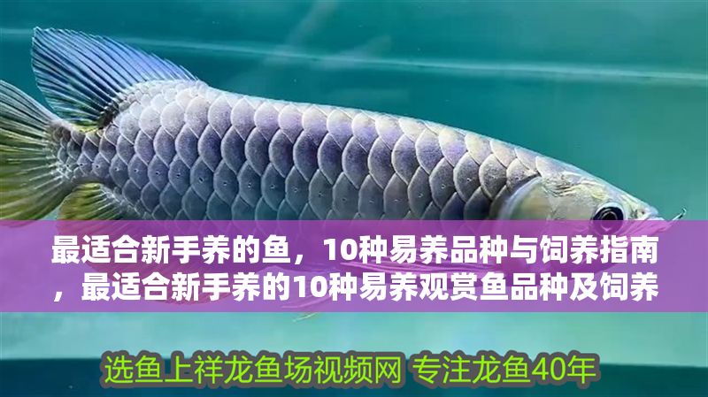 最適合新手養(yǎng)的魚，10種易養(yǎng)品種與飼養(yǎng)指南，最適合新手養(yǎng)的10種易養(yǎng)觀賞魚品種及飼養(yǎng)指南