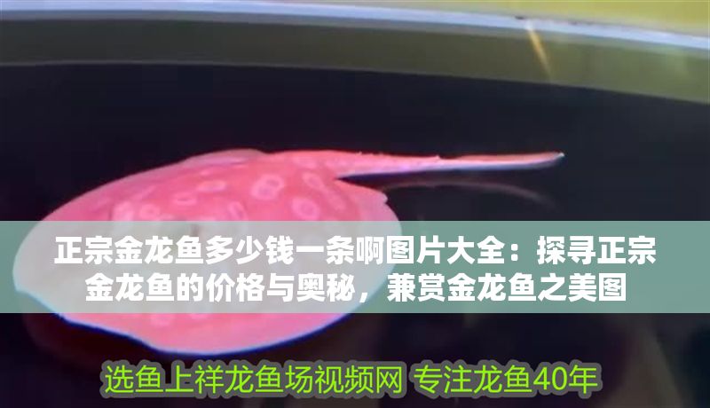 正宗金龍魚多少錢一條啊圖片大全：探尋正宗金龍魚的價格與奧秘，兼賞金龍魚之美圖