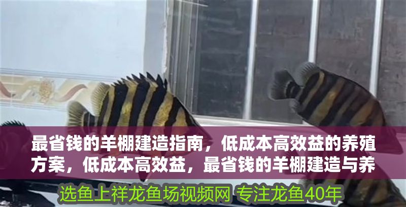 最省錢的羊棚建造指南,低成本高效益的養(yǎng)殖方案,低成本高效益,最省錢的羊棚建造與養(yǎng)殖方案指南 龍魚百科 第1張 最省錢的羊棚建造指南,低成本高效益的養(yǎng)殖方案,低成本高效益,最省錢的羊棚建造與養(yǎng)殖方案指南 最省錢的羊棚建造指南,低成本高效益的養(yǎng)殖方案,低成本高效益,最省錢的羊棚建造與養(yǎng)殖方案指南 龍魚百科 第1張