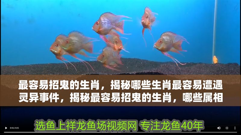 最容易招鬼的生肖，揭秘哪些生肖最容易遭遇靈異事件，揭秘最容易招鬼的生肖，哪些屬相最易遭遇靈異事件？