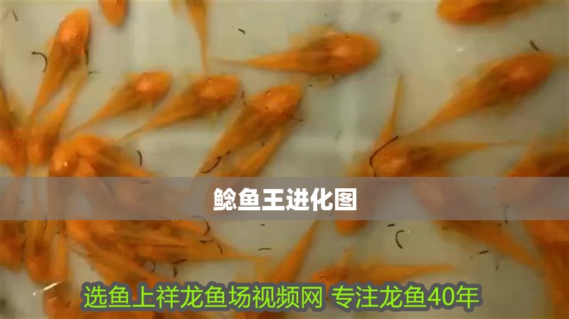 鯰魚王進(jìn)化圖