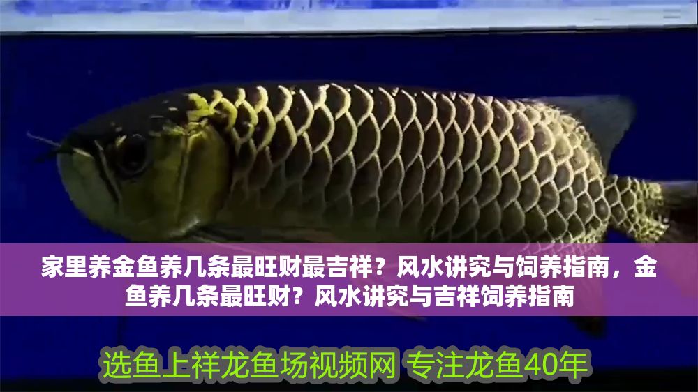 家里養(yǎng)金魚養(yǎng)幾條最旺財最吉祥？風水講究與飼養(yǎng)指南，金魚養(yǎng)幾條最旺財？風水講究與吉祥飼養(yǎng)指南
