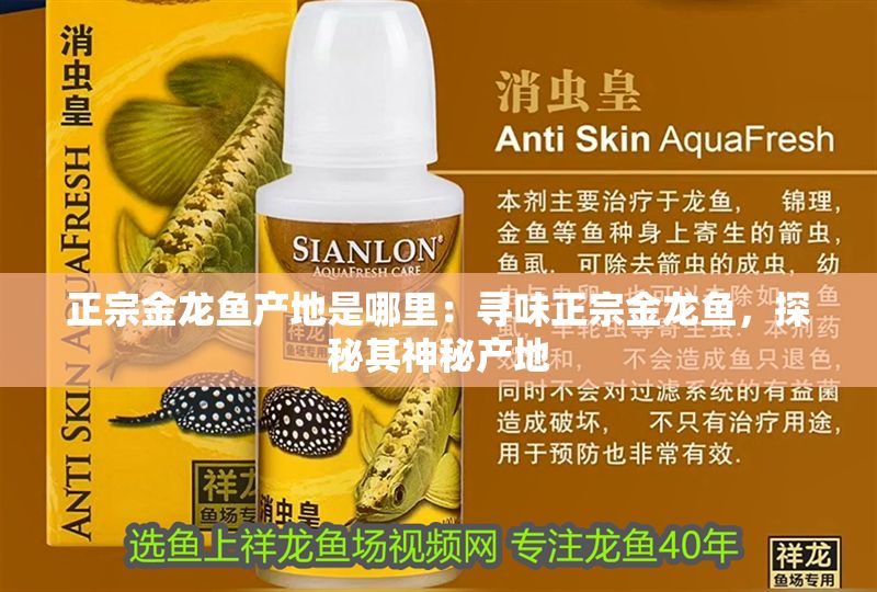 正宗金龍魚產地是哪里：尋味正宗金龍魚，探秘其神秘產地