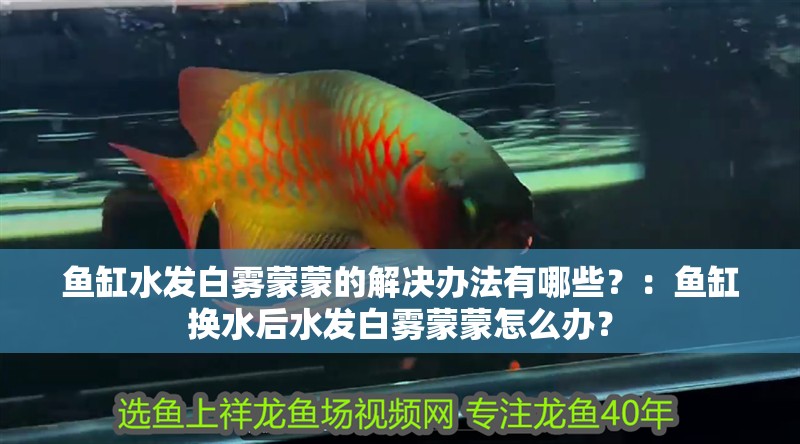 魚缸水發白霧蒙蒙的解決辦法有哪些？：魚缸換水后水發白霧蒙蒙怎么辦？