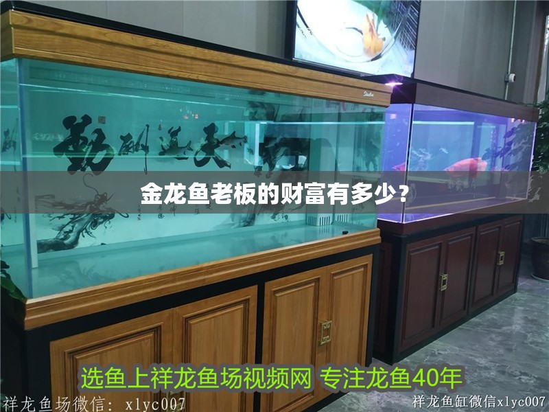 金龍魚老板的財富有多少？