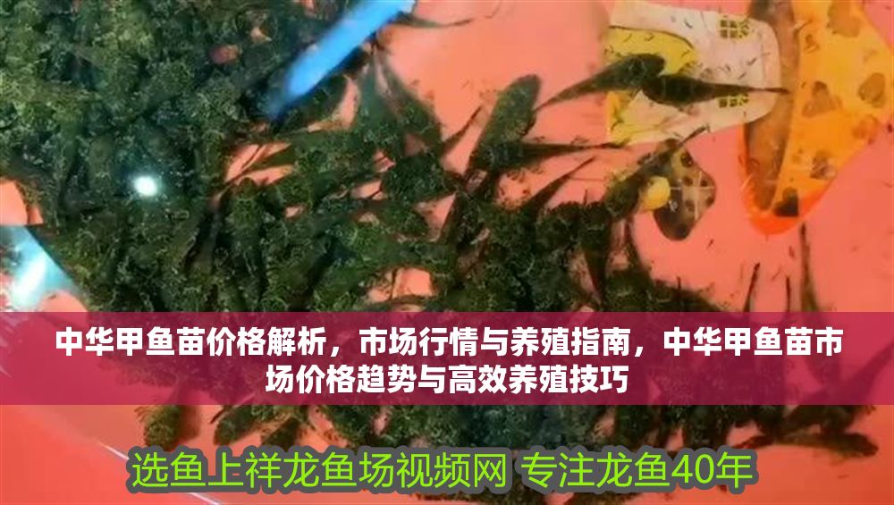 中華甲魚苗價格解析，市場行情與養殖指南，中華甲魚苗市場價格趨勢與高效養殖技巧