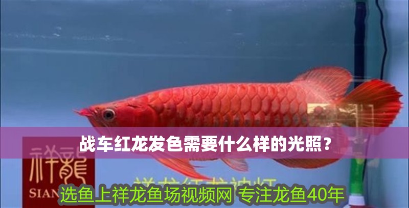 戰(zhàn)車紅龍發(fā)色需要什么樣的光照？