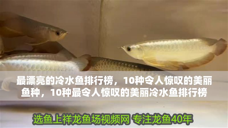 最漂亮的冷水魚(yú)排行榜，10種令人驚嘆的美麗魚(yú)種，10種最令人驚嘆的美麗冷水魚(yú)排行榜 最漂亮的冷水魚(yú)排行榜，10種令人驚嘆的美麗魚(yú)種，10種最令人驚嘆的美麗冷水魚(yú)排行榜 龍魚(yú)百科 第1張