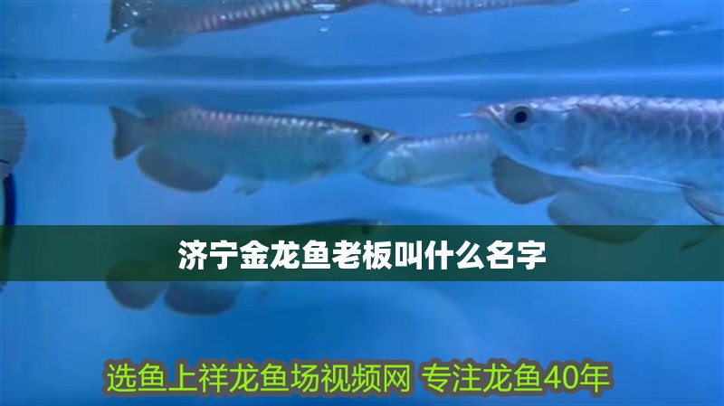 濟寧金龍魚老板叫什么名字