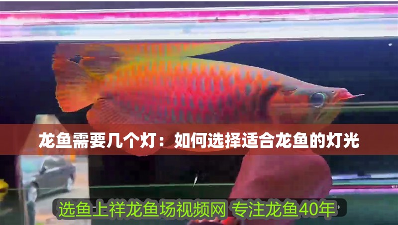 龍魚需要幾個(gè)燈：如何選擇適合龍魚的燈光
