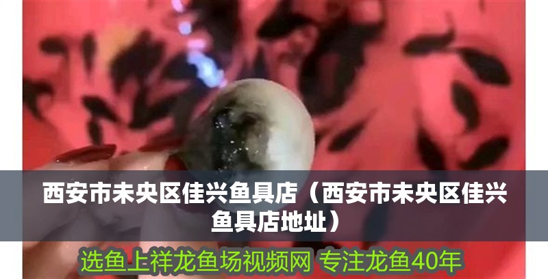 西安市未央?yún)^(qū)佳興魚(yú)具店（西安市未央?yún)^(qū)佳興魚(yú)具店地址） 西安市未央?yún)^(qū)佳興魚(yú)具店（西安市未央?yún)^(qū)佳興魚(yú)具店地址） 全國(guó)水族館企業(yè)名錄