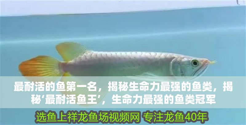最耐活的魚第一名，揭秘生命力最強的魚類，揭秘‘最耐活魚王’，生命力最強的魚類冠軍