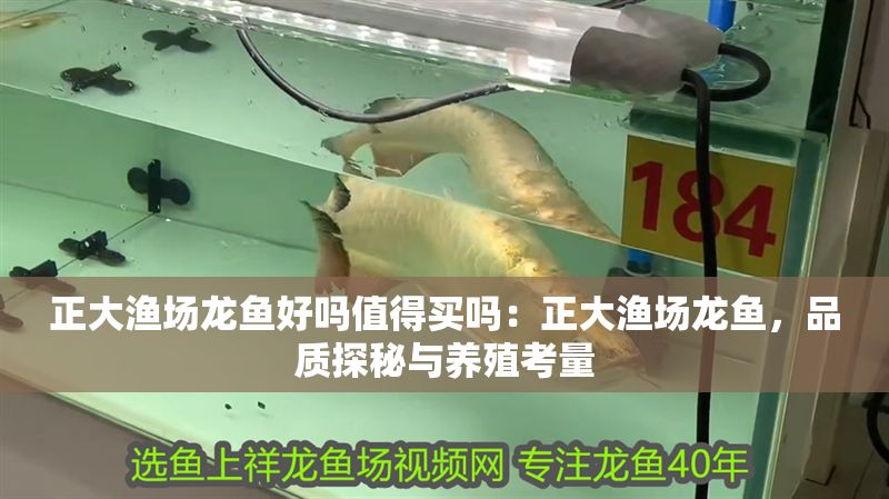 正大漁場龍魚好嗎值得買嗎：正大漁場龍魚，品質探秘與養殖考量