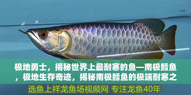 極地勇士，揭秘世界上最耐寒的魚—南極鱈魚，極地生存奇跡，揭秘南極鱈魚的極端耐寒之謎