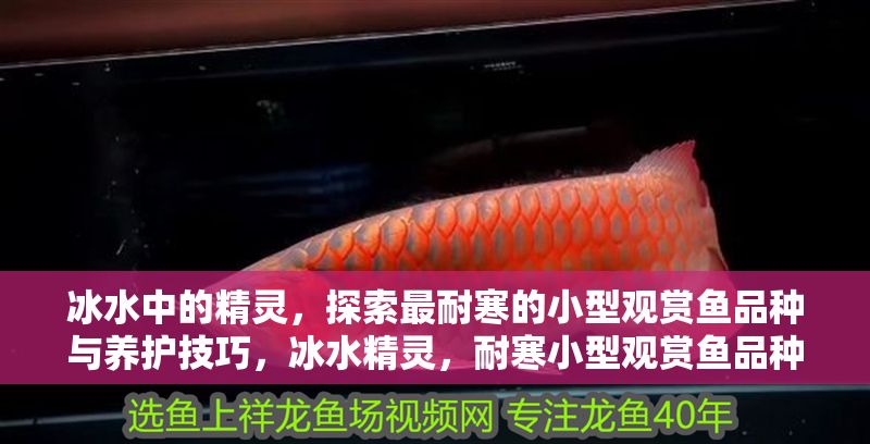 冰水中的精靈，探索最耐寒的小型觀賞魚品種與養護技巧，冰水精靈，耐寒小型觀賞魚品種與養護全攻略